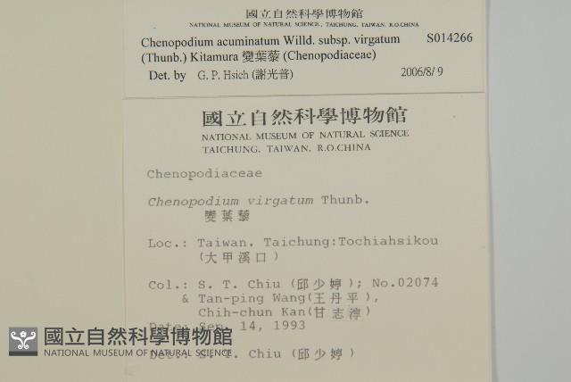 變葉藜藏品圖，第2張