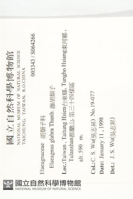 藤胡頹子藏品圖，第2張