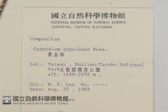 黃金珠藏品圖，第2張