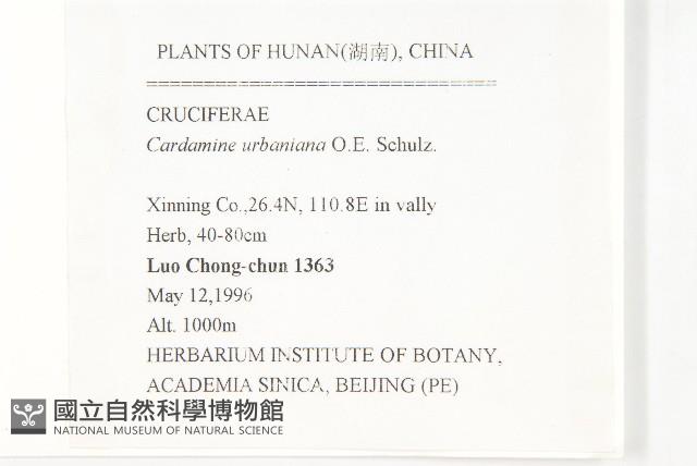 華中碎米薺藏品圖，第2張