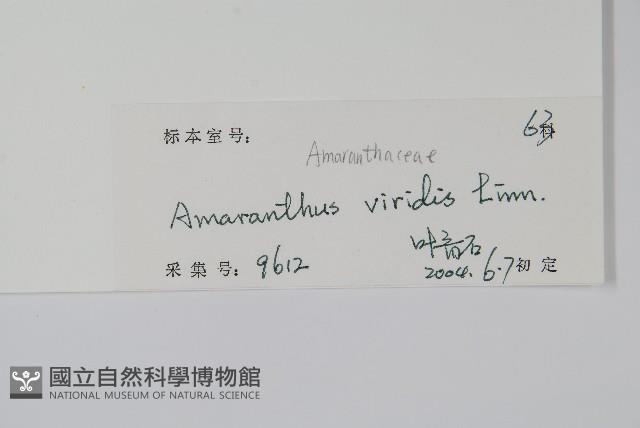 野莧菜藏品圖，第2張