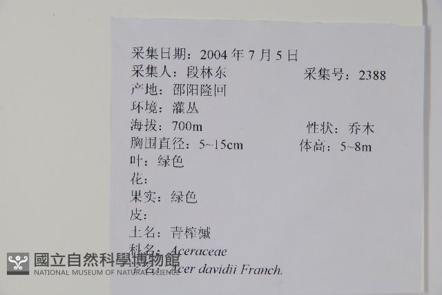 青榨槭藏品圖，第2張