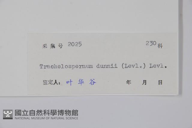 銹毛絡石藏品圖，第2張