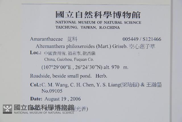 空心蓮子草藏品圖，第2張