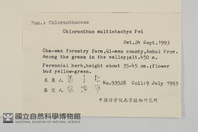 多穗金粟蘭藏品圖，第2張