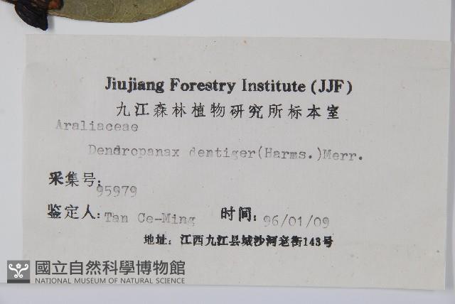 臺灣樹參藏品圖，第2張