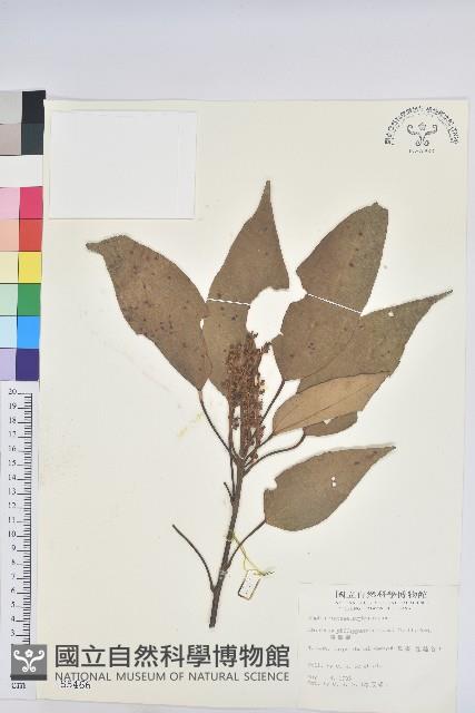 粗糠柴藏品圖，第1張