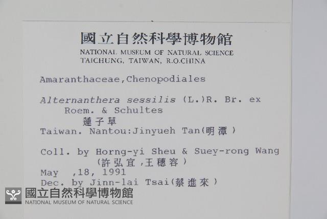 蓮子草藏品圖，第2張