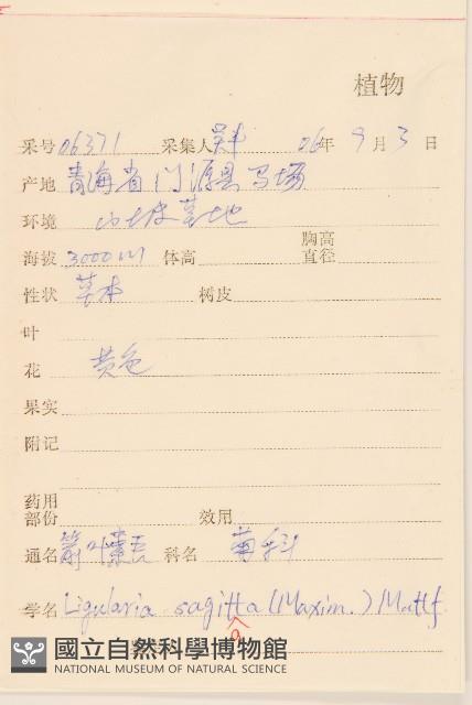 箭葉橐吾藏品圖，第2張