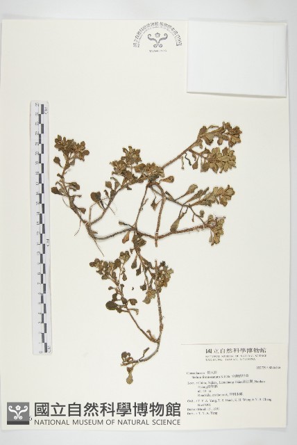台灣佛甲草、石板菜藏品圖，第1張