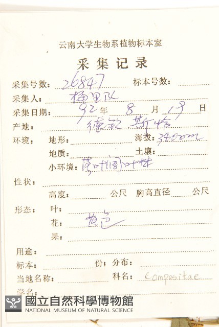 蔓黃菀藏品圖，第2張