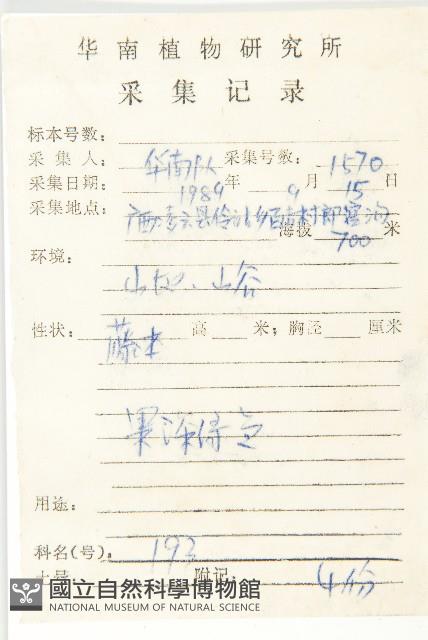 光葉絞股藍藏品圖，第2張