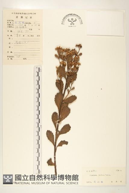 鯽魚膽、闊苞菊藏品圖，第1張