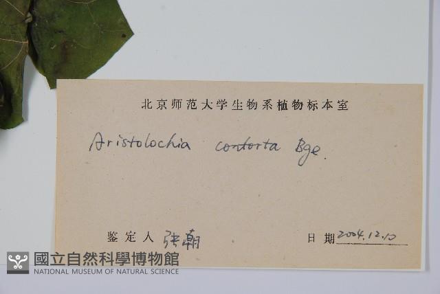 北馬兜鈴藏品圖，第2張