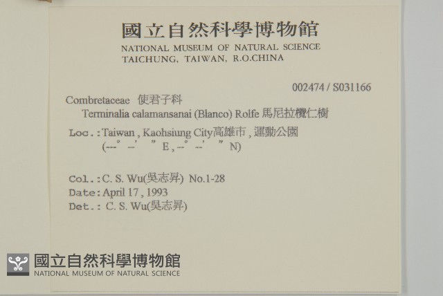 馬尼拉欖仁樹藏品圖，第2張