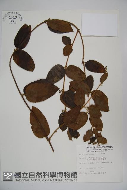 Red-spotted Honeysuckle Collection Image, Figure 1, Total 2 Figures