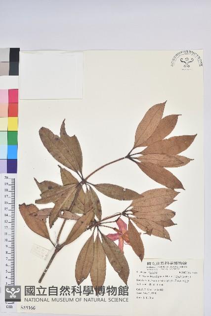 西施花、青紫木藏品圖，第1張