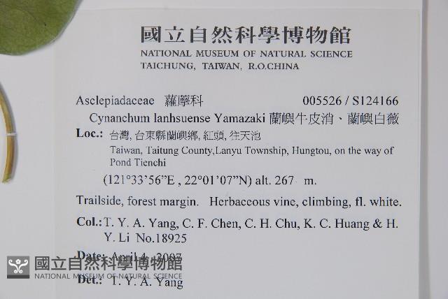 蘭嶼牛皮消、蘭嶼白薇藏品圖，第2張