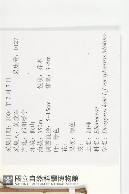 油柿藏品圖，第2張