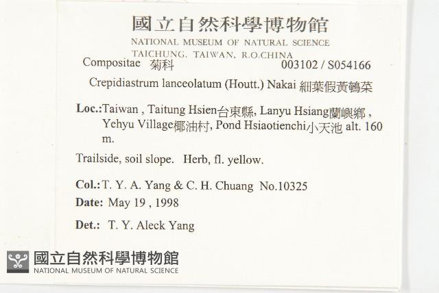 細葉假黃鵪菜藏品圖，第2張