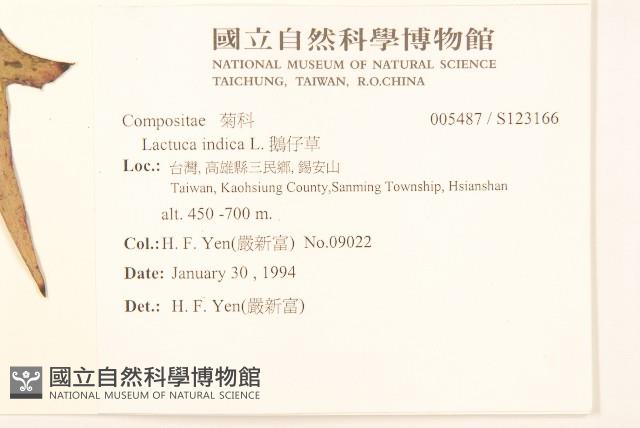 鵝仔草藏品圖，第2張