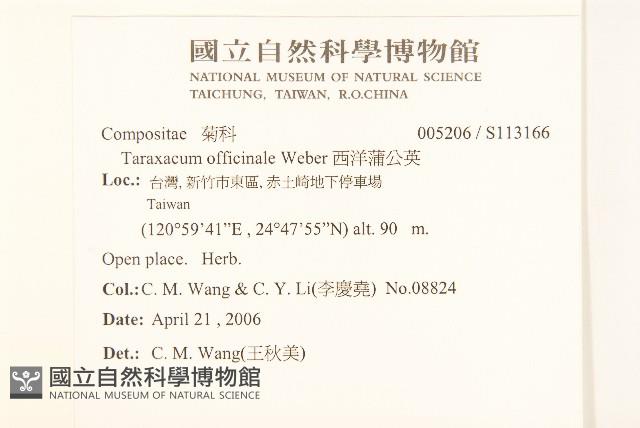 西洋蒲公英藏品圖，第2張