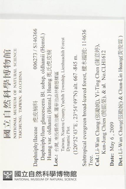 奧氏虎皮楠藏品圖，第2張