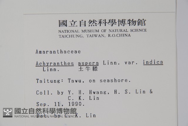 印度牛膝、土牛藤藏品圖，第2張