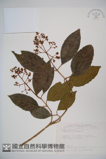 珊瑚樹藏品圖，第1張