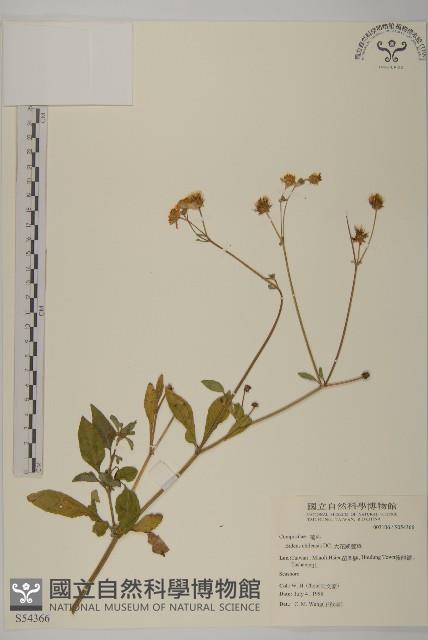 大花咸豐草藏品圖，第1張