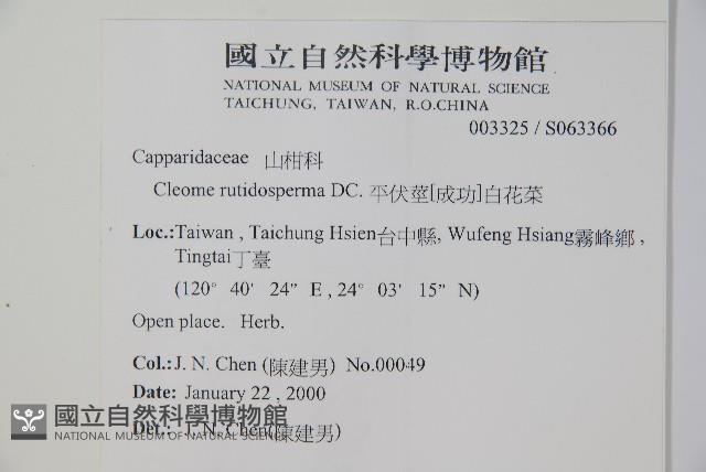 平伏莖白花菜、成功白花菜藏品圖，第2張