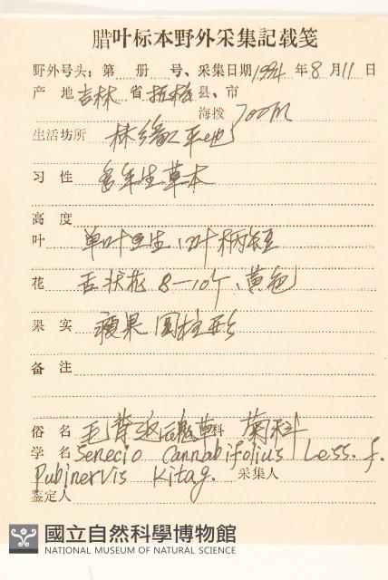 毛背返魂草藏品圖，第2張