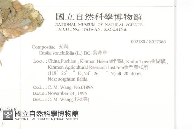 紫背草藏品圖，第2張