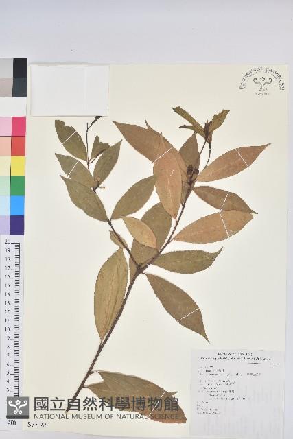 臺灣土沉香藏品圖，第1張