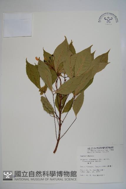 魚木藏品圖，第1張