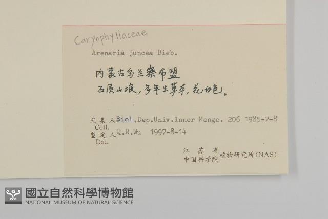 燈心草蚤綴藏品圖，第2張