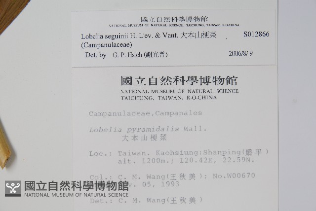 大本山梗菜藏品圖，第2張