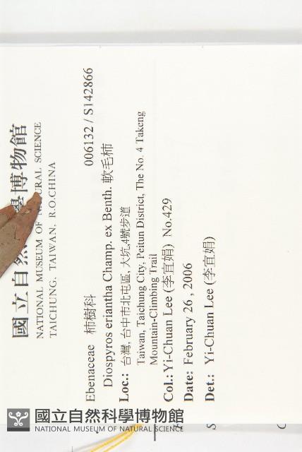 軟毛柿藏品圖，第2張