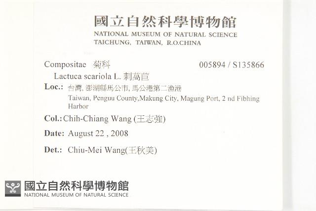 刺萵苣藏品圖，第2張