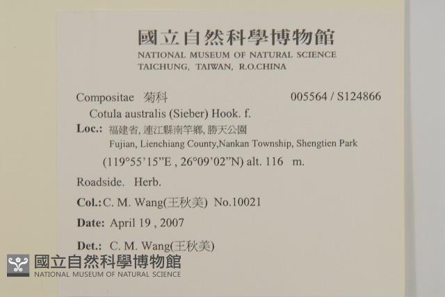 南方山芫荽藏品圖，第2張