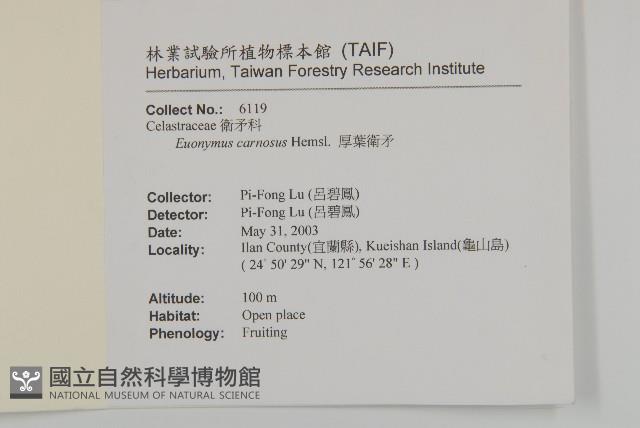 厚葉衛矛, 源一木藏品圖，第2張