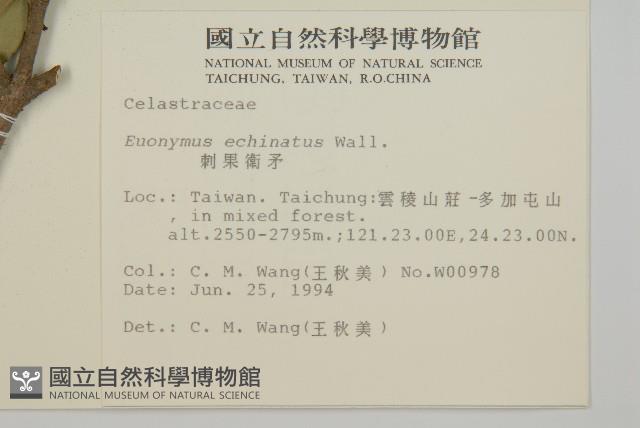 刺果衛矛藏品圖，第2張