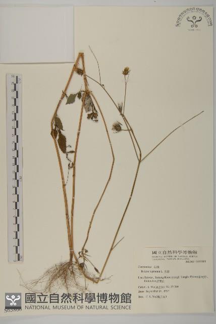 鬼針藏品圖，第1張