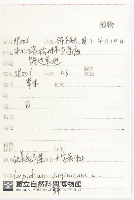 獨行菜藏品圖，第2張