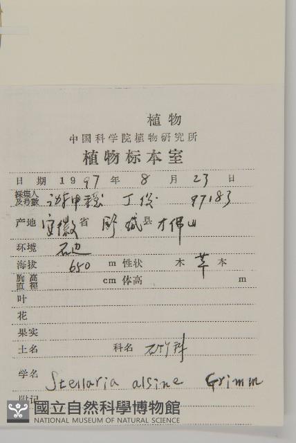 雀舌草藏品圖，第2張