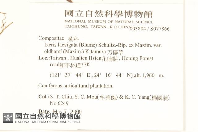 刀傷草藏品圖，第2張