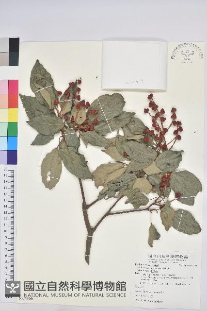 粗糠柴藏品圖，第1張