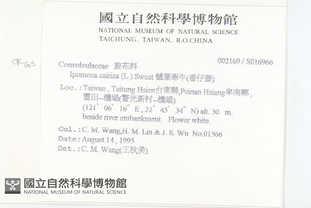 番仔藤藏品圖，第2張
