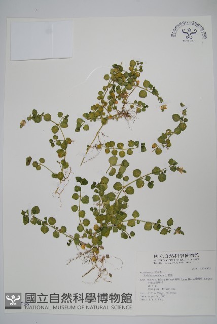 爵床藏品圖，第1張