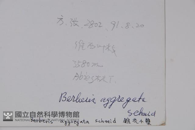 錐花小蘗藏品圖，第2張